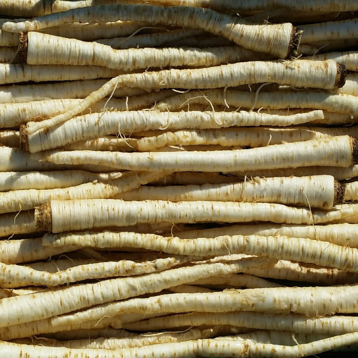 Petržel olomoucká - Petroselinum crispum - semena petržele - 700 ks