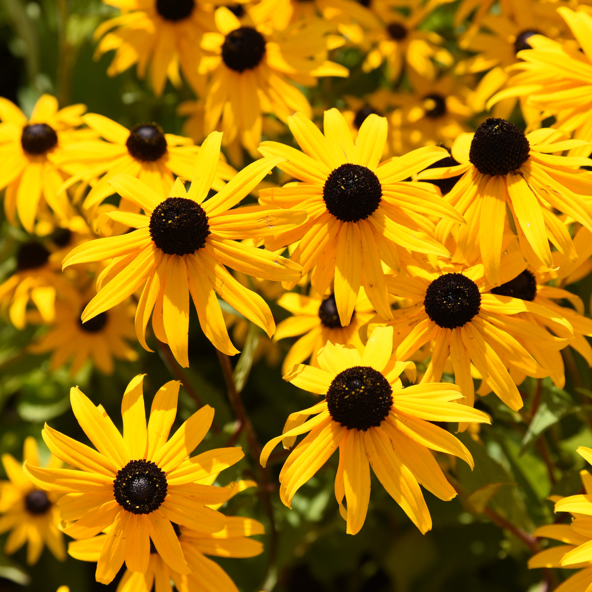 Třapatka okázalá Speciosa - Rudbeckia speciosa - prostokořenné sazenice třapatky - 1 ks
