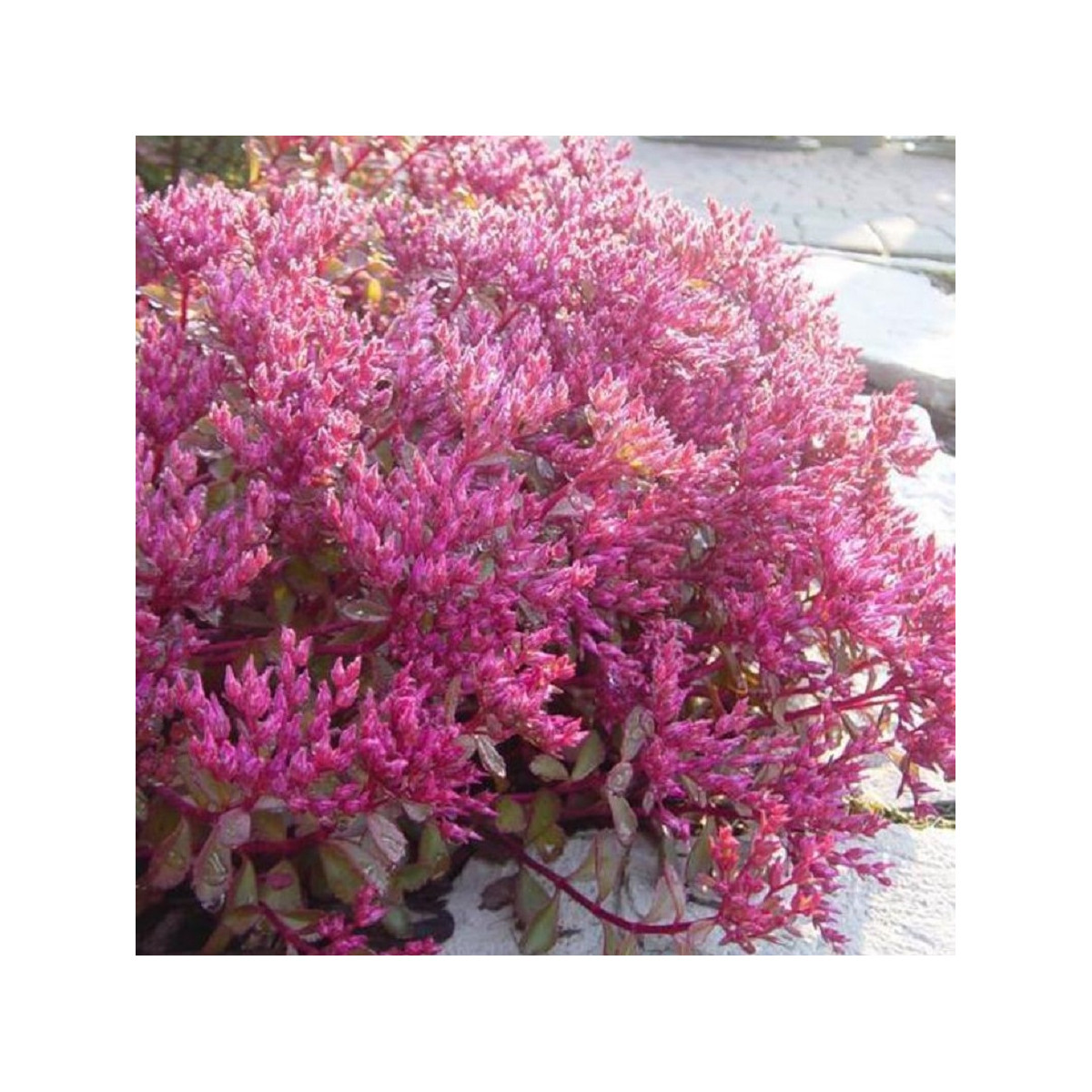 Rozchodník pochybný Voodoo - Sedum spurium - semena rozchodníku - 50 ks
