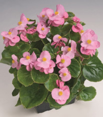 Бегония Super Olympia Pink F1 – Begonia semperflorens – семена от бегония – 20 бр.