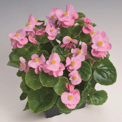 Бегония Super Olympia Pink F1 – Begonia semperflorens – семена от бегония – 20 бр.