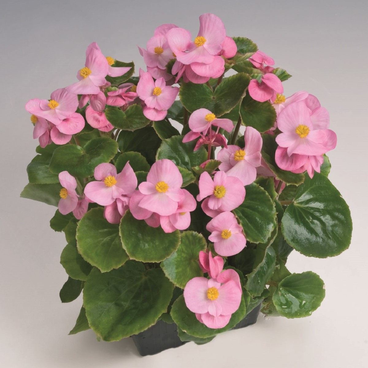 Бегония Super Olympia Pink F1 – Begonia semperflorens – семена от бегония – 20 бр.