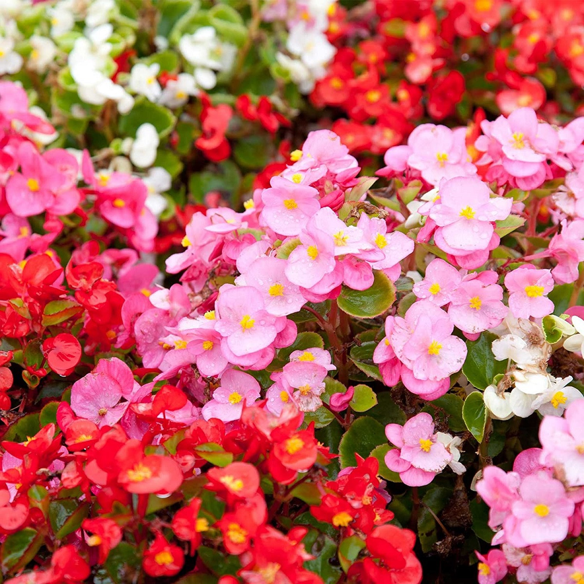 Begónie Coctail - Begonia semperflorens - semena begónie - 12 ks