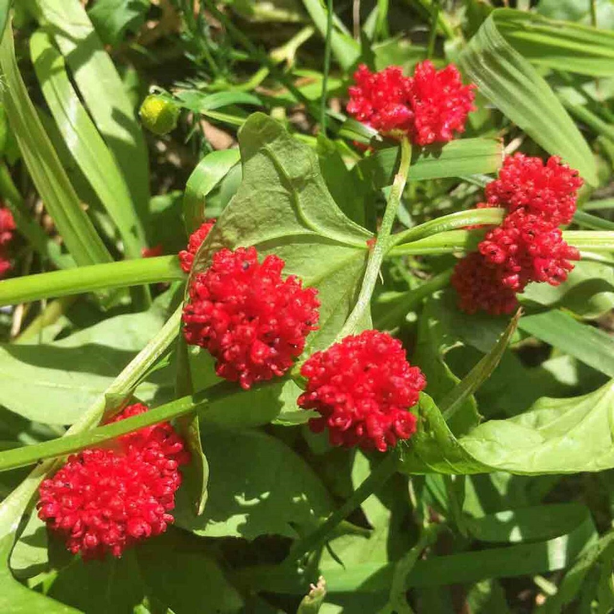 Merlík hlavatý - Chenopodium capitatum - semena merlíku - 200 ks