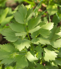 Libeček lékařský - Levisticum officinale - semena libečku - 115 ks