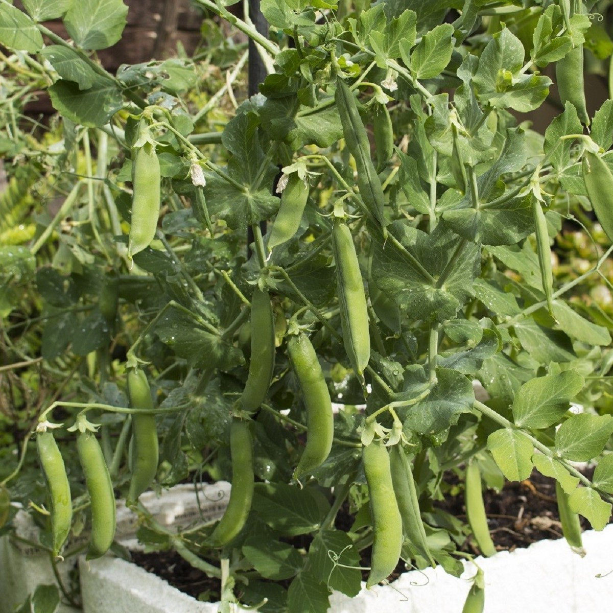 Hrách dřeňový raný Zázrak z Kelvedonu - Pisum sativum - semena hrachu - 80 ks