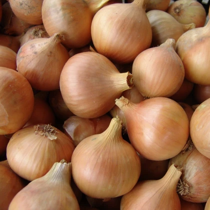 Cibule jarní kuchyňská Všetana - Allium cepa - semena cibule - 200 ks