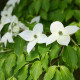 Японска дрянка - Cornus kousa - семена от дрянка - 12 бр.