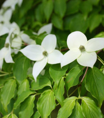 Японска дрянка - Cornus kousa - семена от дрянка - 12 бр.