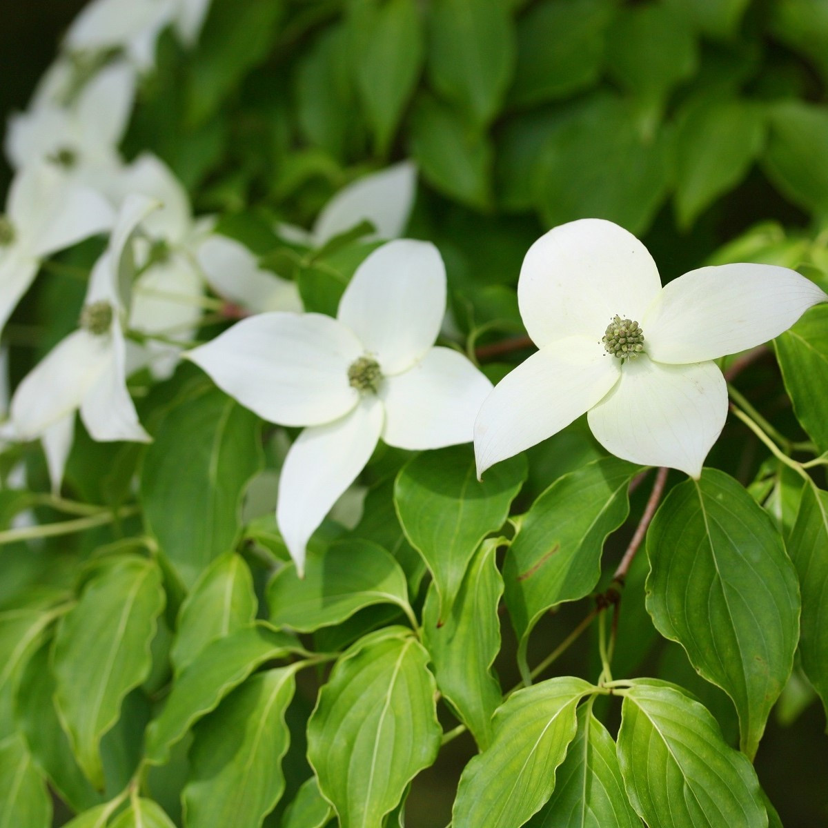 Японска дрянка - Cornus kousa - семена от дрянка - 12 бр.