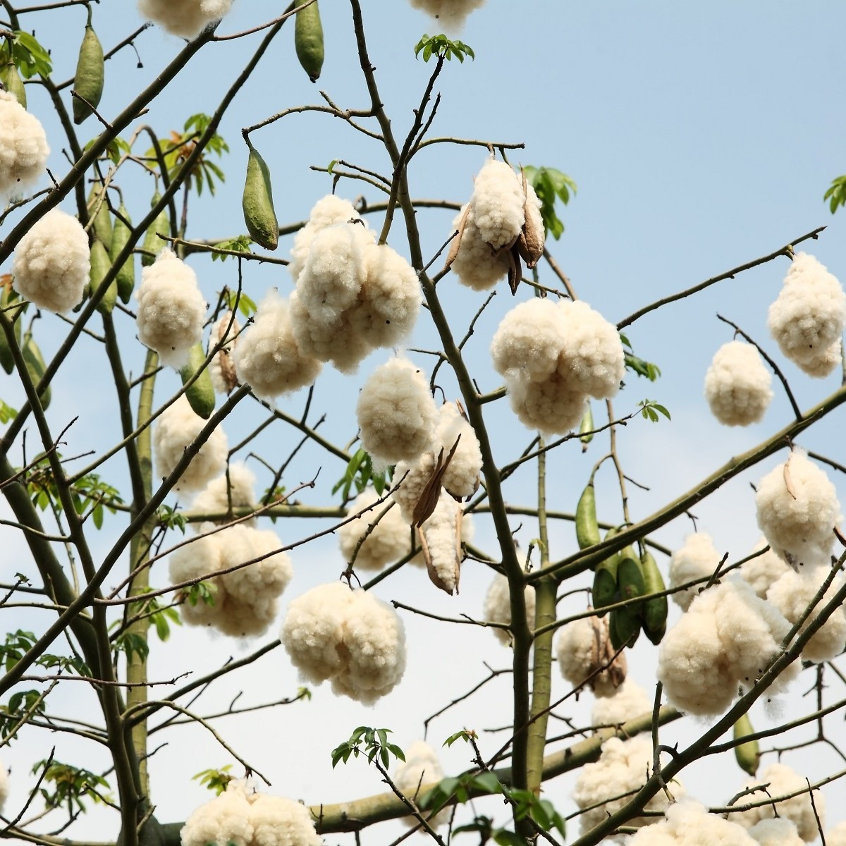 Vlnovec pětimužný - Ceiba pentandra - semena vlnovce - 10 ks