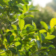 Cesmína paraguayská - Ilex paraguariensis - semena cesmíny - 6 ks