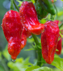 Чили Bhut Jolokia - Capsicum chinense - семена чили - 10 бр.
