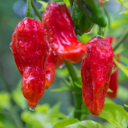 Чили Bhut Jolokia - Capsicum chinense - семена чили - 10 бр.