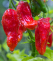 Чили Bhut Jolokia - Capsicum chinense - семена чили - 10 бр.