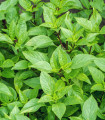 Bazalka pravá citrónová - Ocimum basilicum citriodorum - semena bazalky - 100 ks