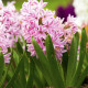 Hyacint Fondant - Hyacinthus fondante - cibule hyacintu - 1 ks