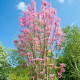 Česnekovník čínský - Toona sinensis - semena česnekovníku - 7 ks