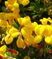 Štírovník růžkatý - Lotus corniculatus - semena štírovníku - 100 ks