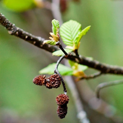Olše šedá - Alnus incana - semena olše - 8 ks