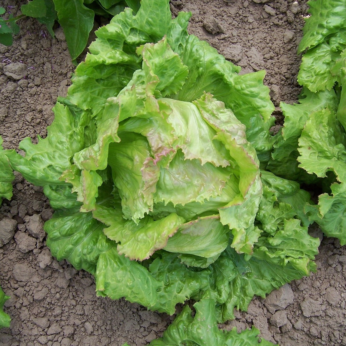 Salát ledový Pražan - Lactuca sativa var. capitata - semena salátu - 100 ks