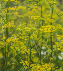 Kopr Tetra - Anethum graveolens - semena kopru - 200 ks