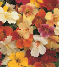 Кейкълърка кръстоска Magic Mix F1 – Mimulus hybridus – семена от кейкълърка – 50 бр.