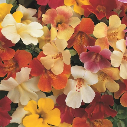 Кейкълърка кръстоска Magic Mix F1 – Mimulus hybridus – семена от кейкълърка – 50 бр.