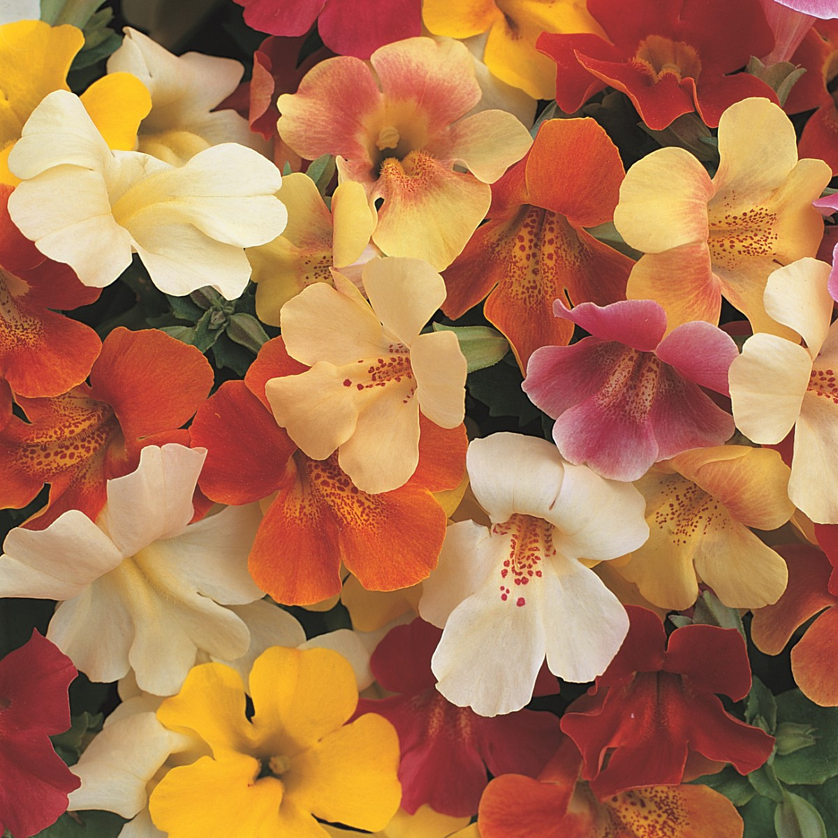 Кейкълърка кръстоска Magic Mix F1 – Mimulus hybridus – семена от кейкълърка – 50 бр.