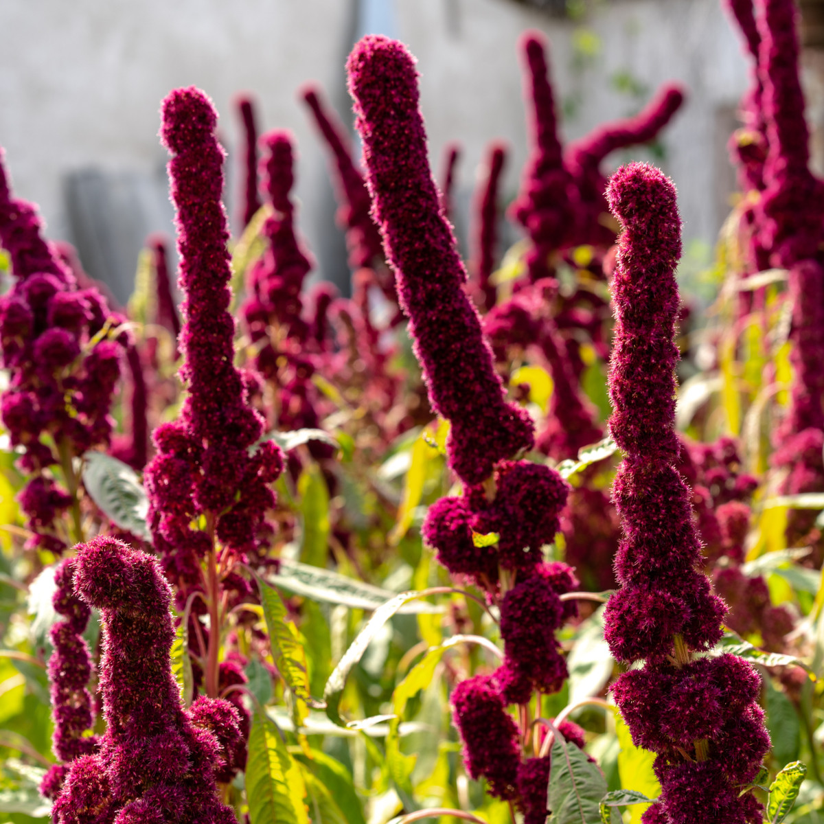 Laskavec krvavý - Amaranthus cruentus - semena laskavce - 270 ks