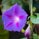 БИО Лилаво увивно растение – Ipomoea purpurea – биологични семена от увивно растение – 30 бр.