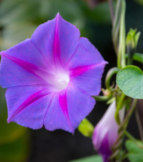 БИО Лилаво увивно растение – Ipomoea purpurea – биологични семена от увивно растение – 30 бр.