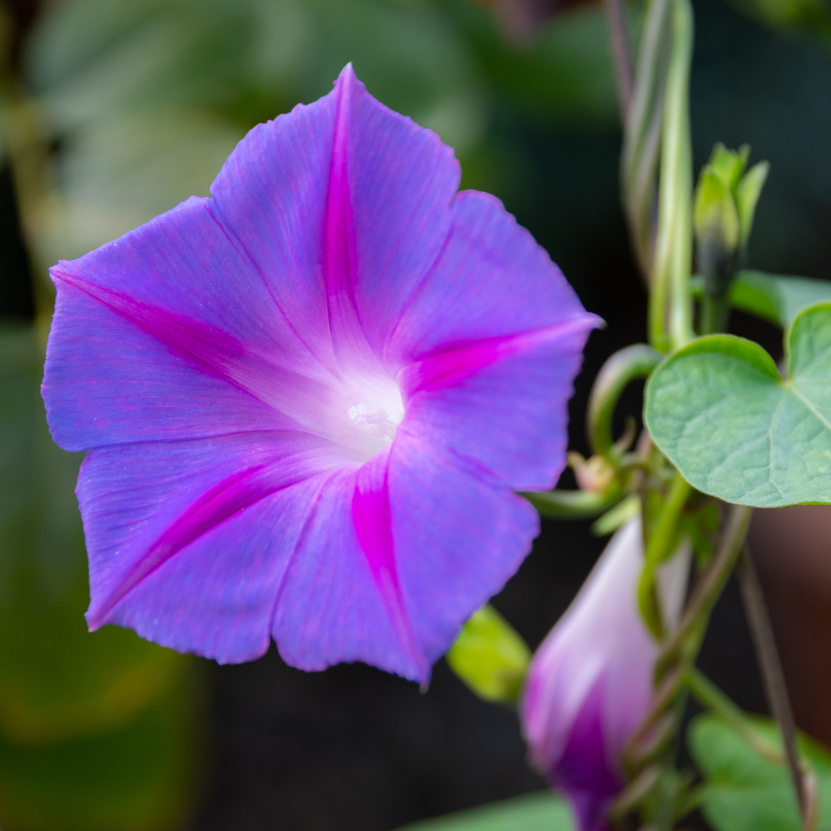 БИО Лилаво увивно растение – Ipomoea purpurea – биологични семена от увивно растение – 30 бр.