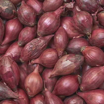 BIO Cibule Red baron - Allium cepa - bio semena cibule - 100 ks