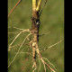 Mrkev Wildform - Daucus carota - semena mrkve - 250 ks