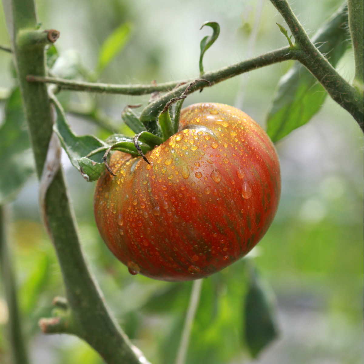 BIO Rajče Tigerella - Solanum lycopersicum - bio semena rajčete - 6 ks
