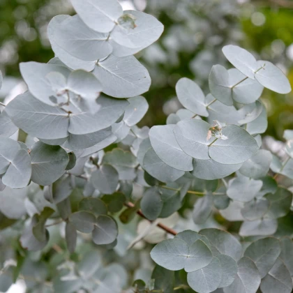 Eukalyptus - Blahovičník - Eucalyptus cinerea - semena eukalyptu - 8 ks