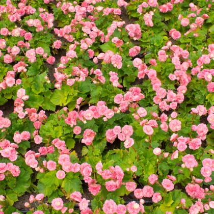 Begónie Big Pink Green Leaf F1 - Begonia benariensis - semena begónie - 8 ks