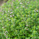 Френски летен мащерка - Thymus vulgaris - семена от мащерка - 100 бр.