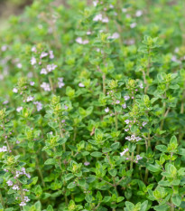 Френски летен мащерка - Thymus vulgaris - семена от мащерка - 100 бр.