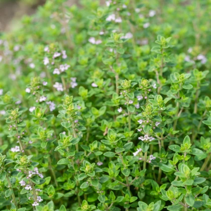 Френски летен мащерка - Thymus vulgaris - семена от мащерка - 100 бр.