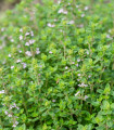 Френски летен мащерка - Thymus vulgaris - семена от мащерка - 100 бр.