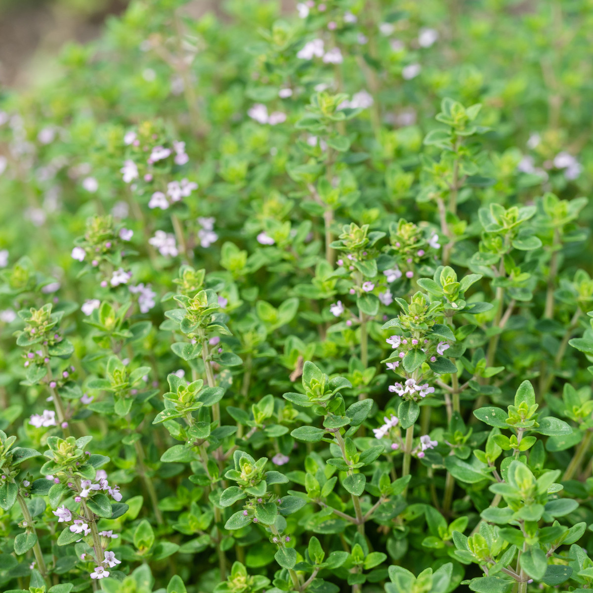Френски летен мащерка - Thymus vulgaris - семена от мащерка - 100 бр.