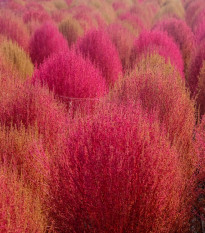 Bytel metlatý - Kochia trichophylla - semena bytelu - 100 ks
