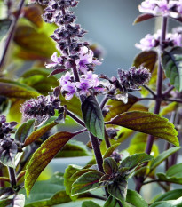 Bazalka skořicová - Ocimum basilicum - semena bazalky - 50 ks
