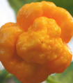 Chilli žluté 7 Pot Brain Strain - Capsicum chinense - semena chilli - 6 ks