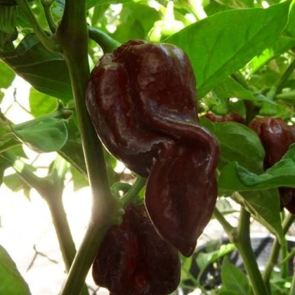Чили Devils Tongue Chocolate – Capsicum chinense – семена