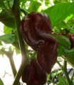 Чили Devils Tongue Chocolate – Capsicum chinense – семена