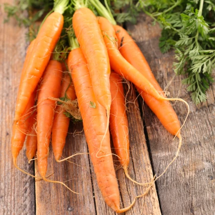 BIO Mrkev raná Amiva - Daucus carota - bio semena mrkve - 400 ks