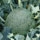 Brokolice Apolena F1 - Brassica oleracea L. - semena brokolice - 30 ks